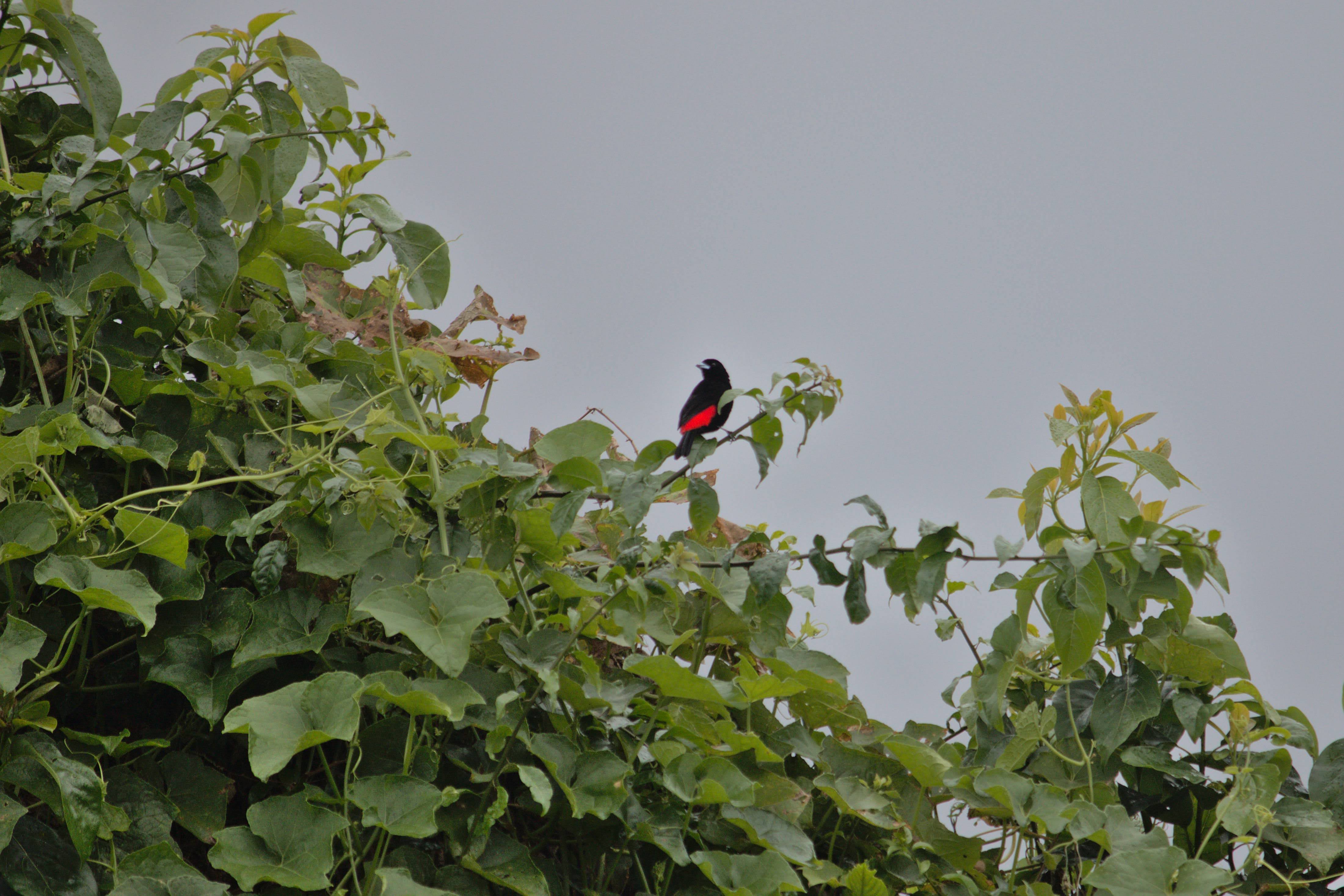 ConteoAvesPajareada_SanIsidroHeredia3