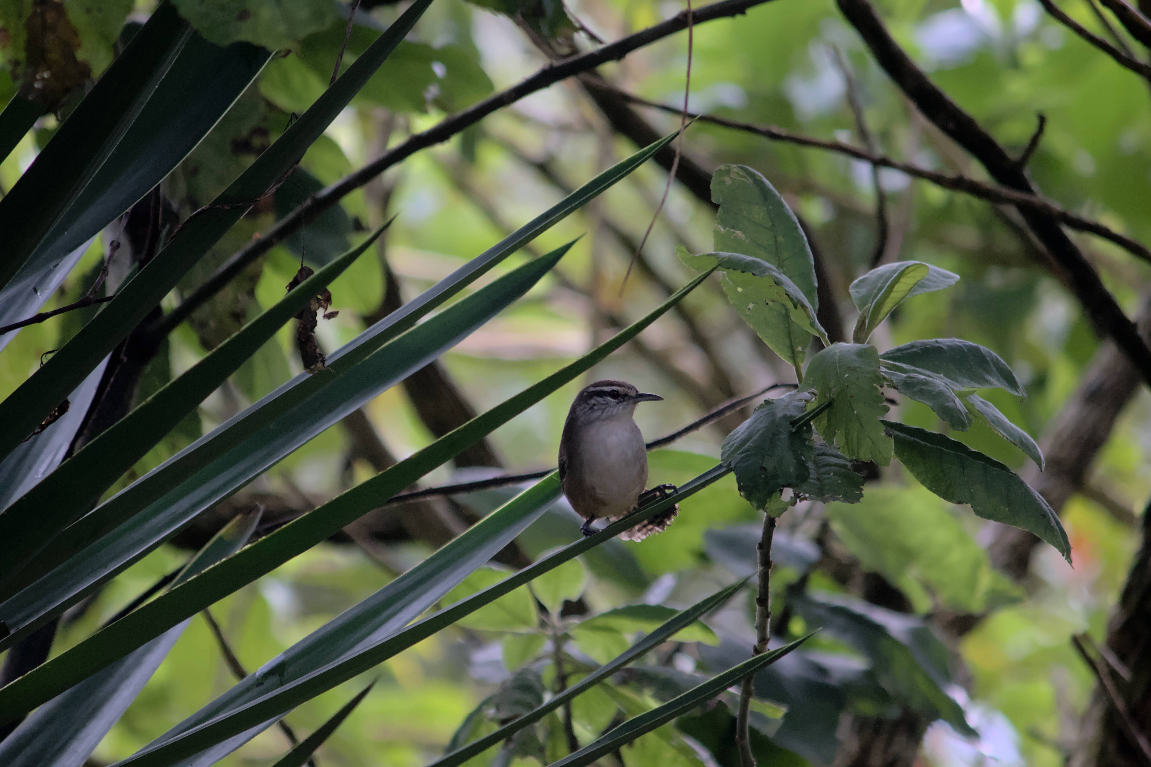 ConteoAvesPajareada_SanIsidroHeredia5