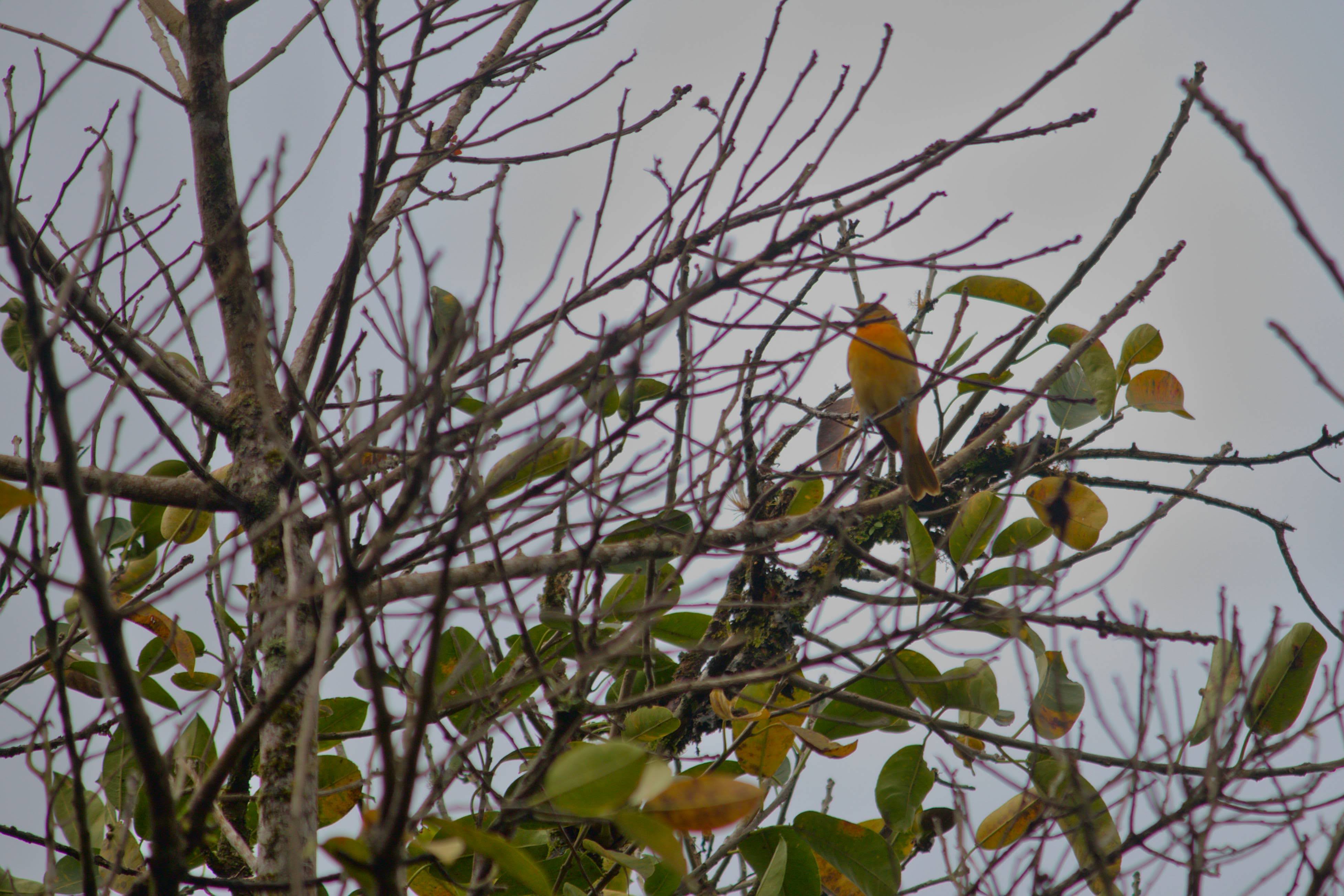 ConteoAvesPajareada_SanIsidroHeredia6