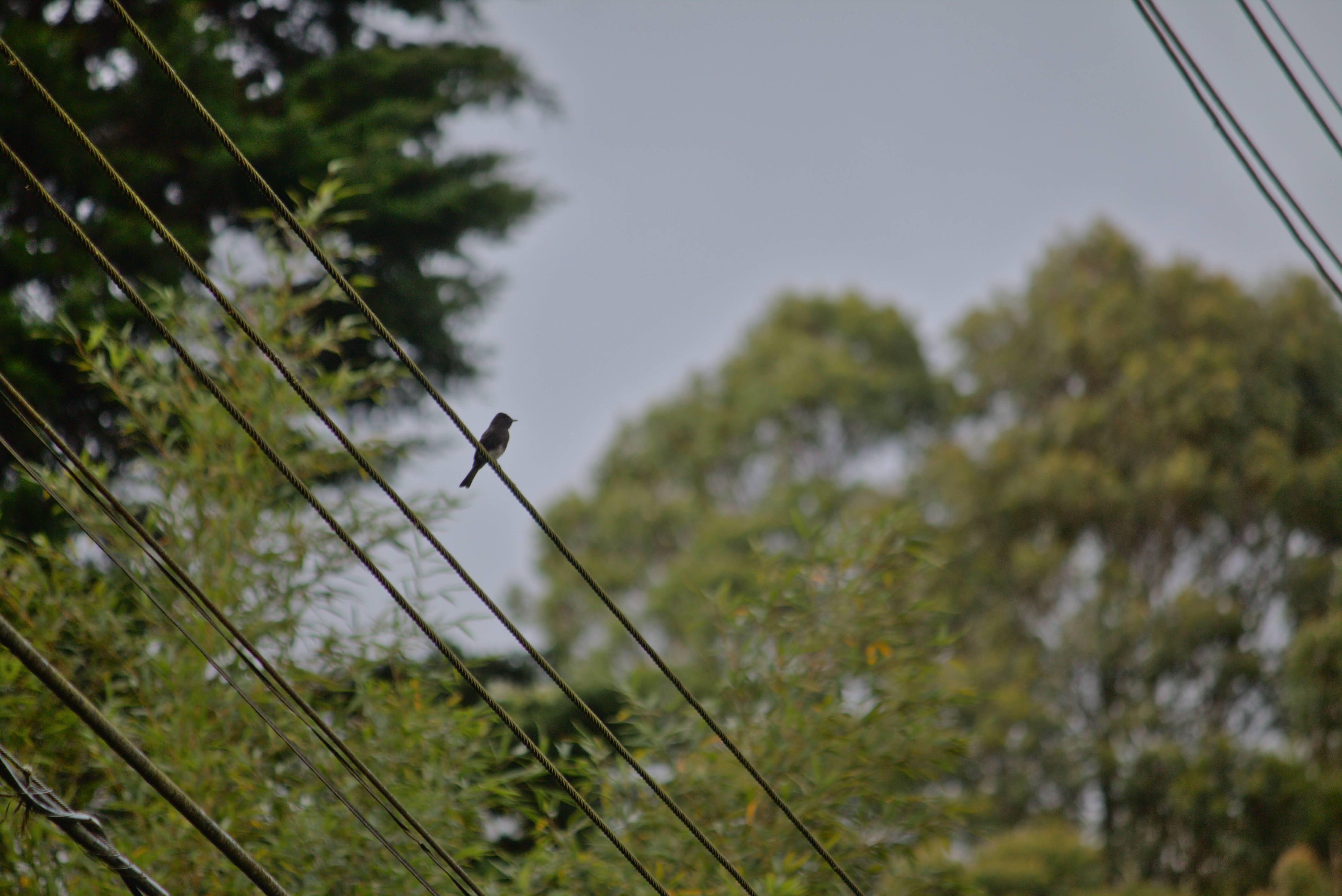 ConteoAvesPajareada_SanIsidroHeredia8