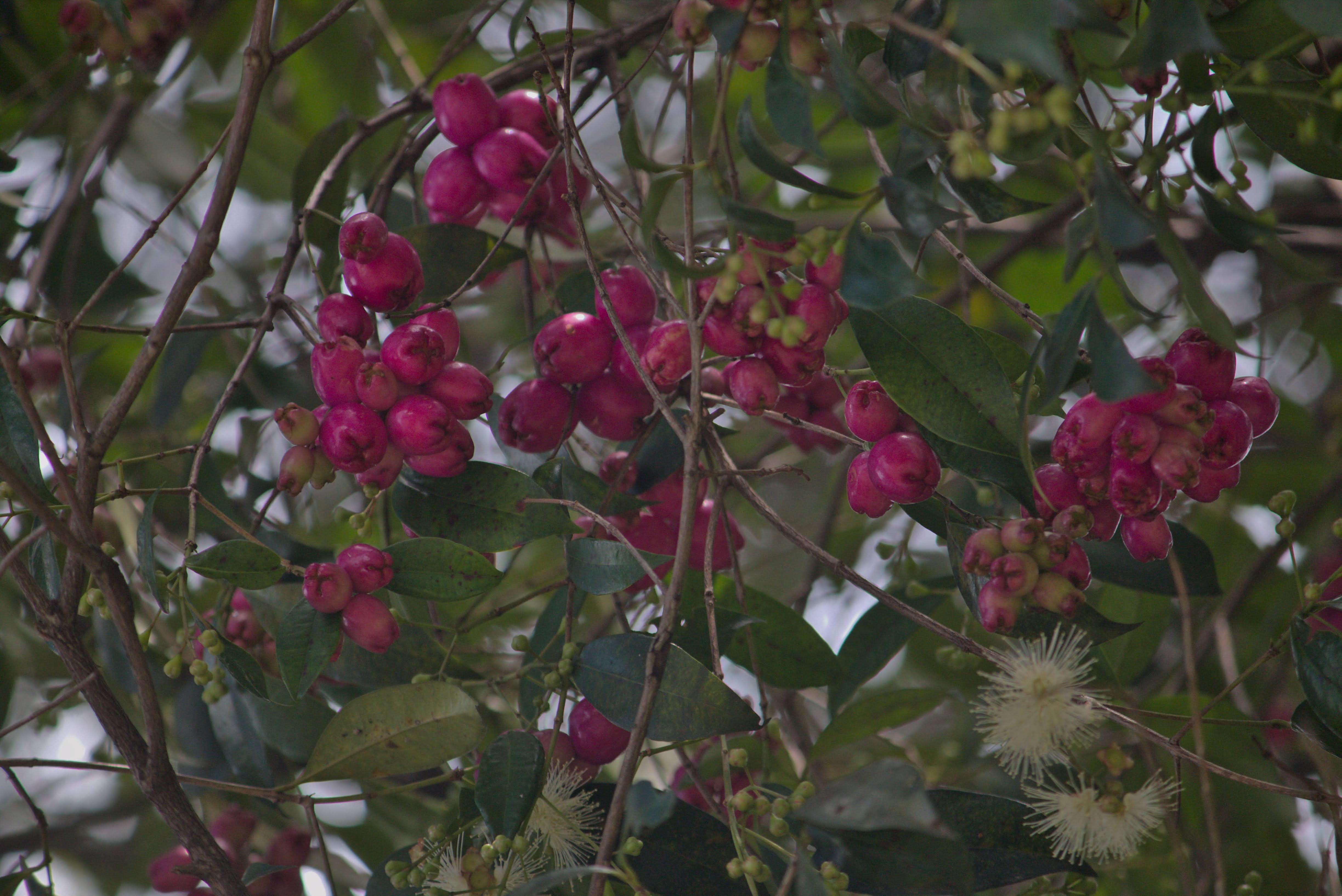 Aceras - Hatillo - Escuela Cervantes