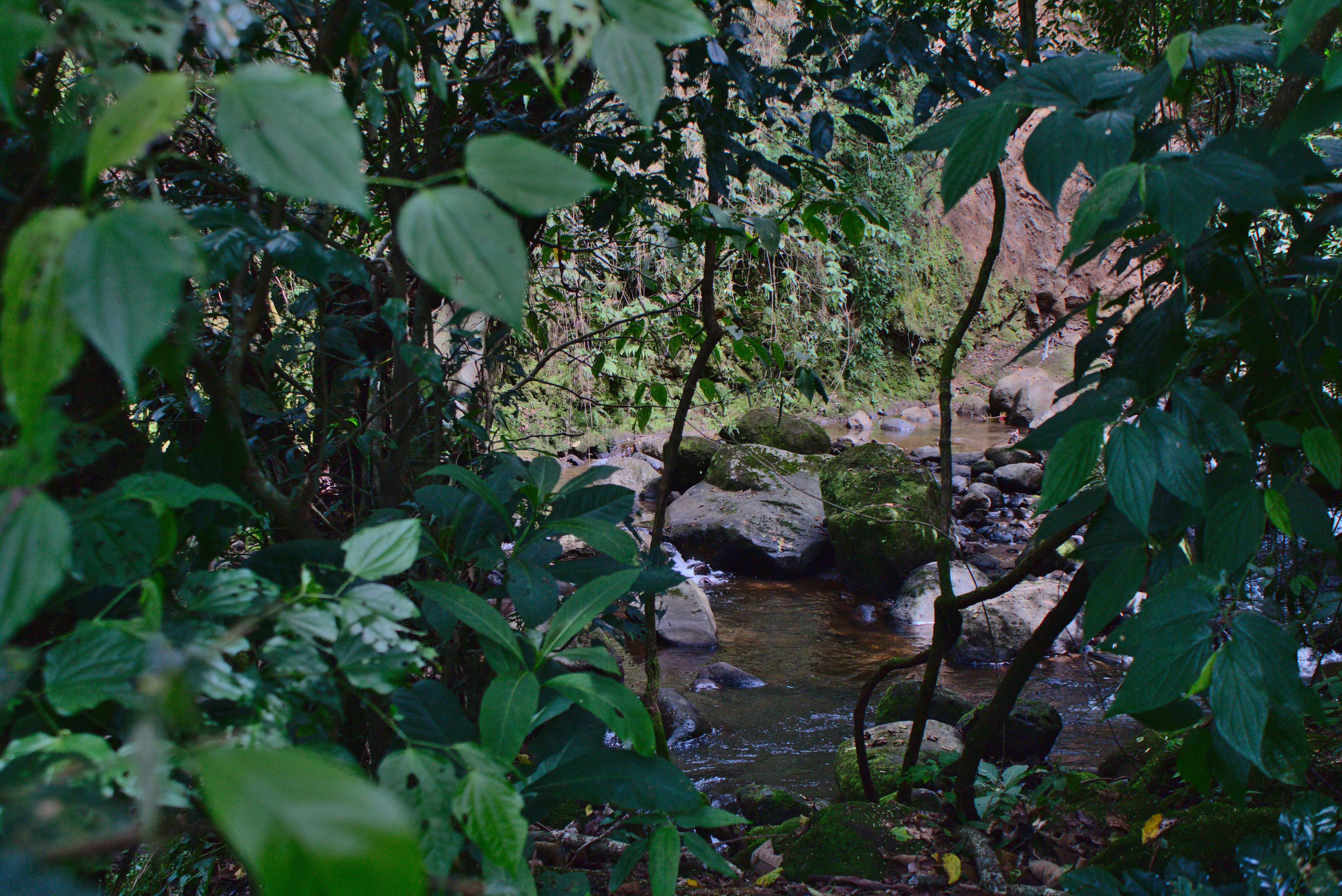 RioTururu_sendero_Barva5