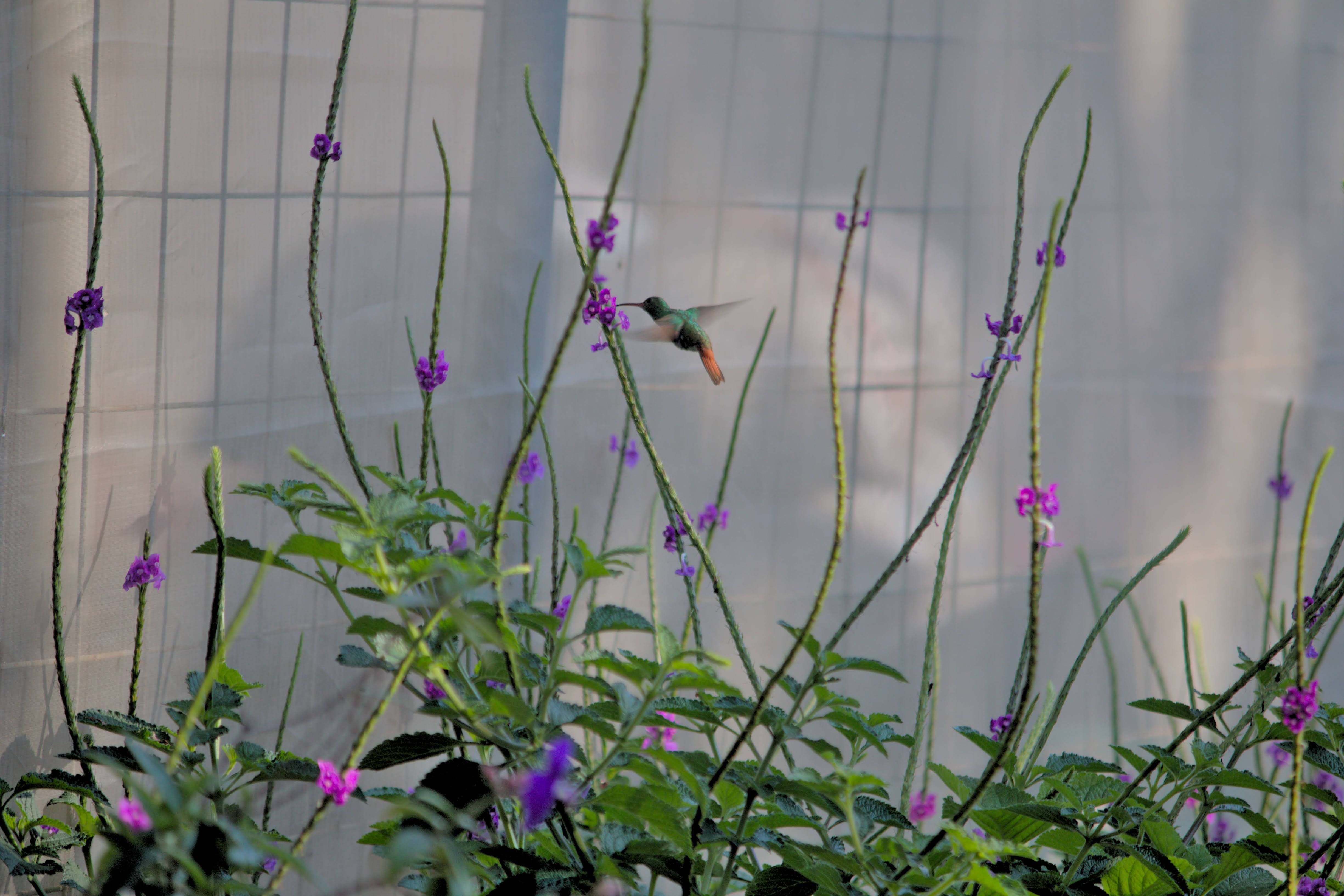 ParqueAlajuelita_TEVU_OET7