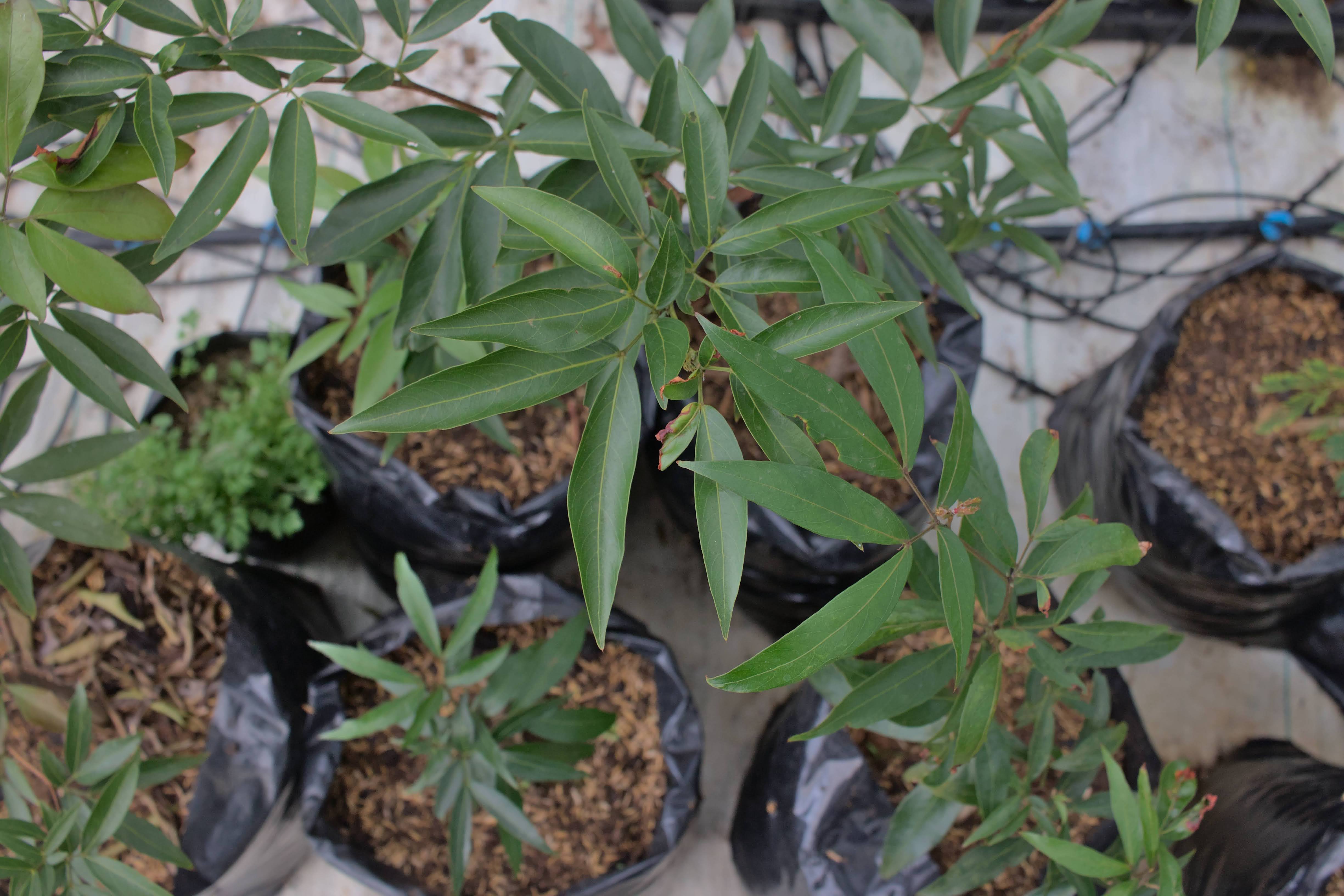 ViveroMunicipal_Huerta_Parque_Curridabat_TEVU_OET8