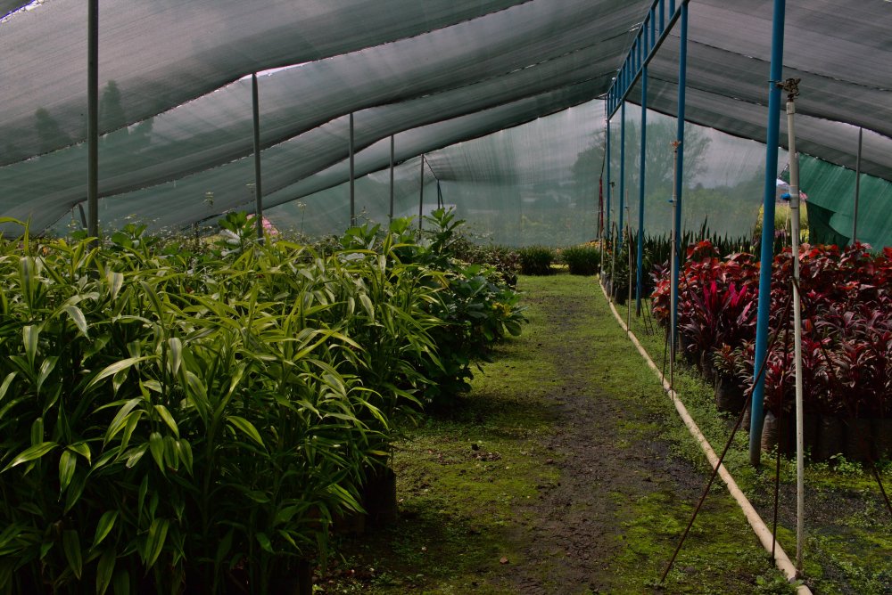 Vivero en planta de tratamiento de aguas residuales