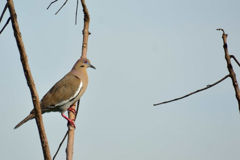 Equipo humano de TEVU