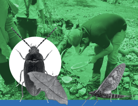 Portada Macroinvertebrados