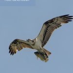Águila pescadora