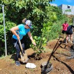 Personas plantando árbol como proceso de reforestación